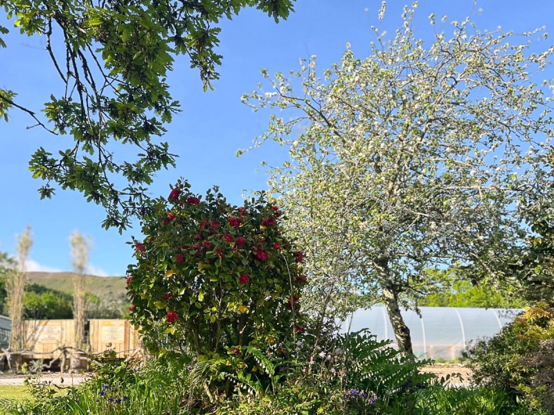 Lanjeth Nursery & Water Gardens